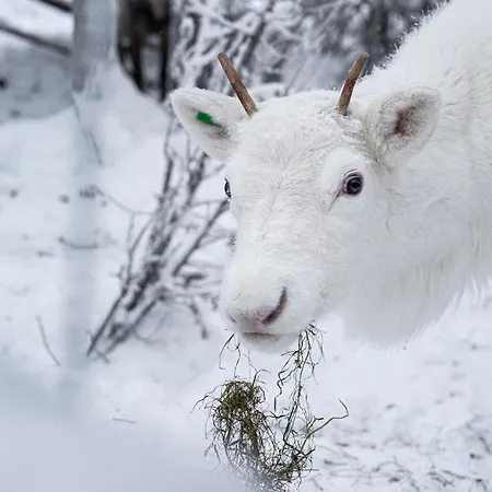 North Sky 18b By Hilla *