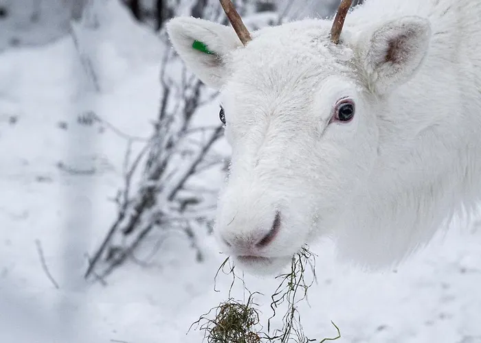 North Sky 18b By Hilla *