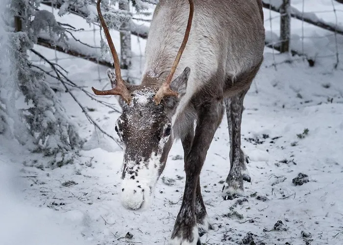 North Sky 18b By Hilla Apartament Levi